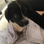 Bailey is white and black🖤💟 - @bailey_is_gentle - Instagram