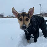 Bailey The Gentle Giant - @bailey_gentlegiant - Instagram