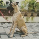 bailey_The_Gentledane. - @bailey_the_dane - Instagram