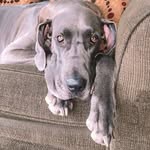 Bailey the Great Dane - @baileythegentlegiant - Instagram