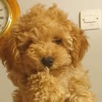 Bailey gibbons - @miss_bailey_the_yorkiepoo - Instagram