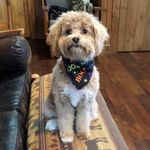 Bailey Gillespie - @bailey.the.havanoodle - Instagram