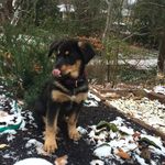 Bailey Gillespie - @baileynumber1pooch - Instagram