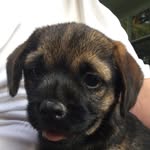 Bailey Girard - @baileys_pawesome_account - Instagram