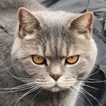 Bailey Godfrey - @bailey_007_cool_cat - Instagram