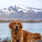 𝘽𝘼𝙄𝙇𝙀𝙔 | 𝙂𝙤𝙡𝙙𝙚𝙣 𝙍𝙚𝙩𝙧𝙞𝙚𝙫𝙚𝙧 🐾 - @baileys.moments - Instagram