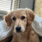 𝐵𝒶𝒾𝓁𝑒𝓎 🐾 - @bailey_golden.retriever_ - Instagram