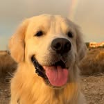 ✨ B A I L E Y ✨ - @bailey__goldenretriever__ - Instagram