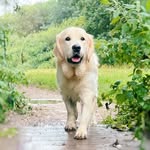 @_bailey_golden_retriever - Instagram