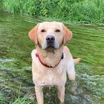 🐶 Bailey The Golden Labrador 🐶 - @baileygoldenlabrador - Instagram