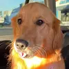 _baileythegolden - @_baileythegolden - TikTok