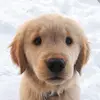 bailey 🐶🐾 - @goldenbailey - TikTok