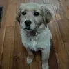 Bailey - @_bailey_the_golden_ - TikTok