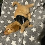 Bailey | golden doodle ⭐️ - @b.ailey_thegoldendoodle - Instagram