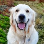 Bailey | Golden Retriever - @thelifeofbaileythegolden - Instagram