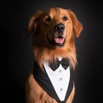 Bailey | Golden Retriever - @baileyeltravieso22 - Instagram