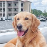 Bailey | Golden Retriever - @baileybama_thegolden - Instagram
