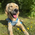 Bailey | Golden Retriever Puppy - @goldenbaileybaby - Instagram
