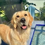 BAILEY | The Golden Retriever - @baileygoldenlife - Instagram