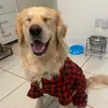 Bailey - @bailey.goldenboy - TikTok