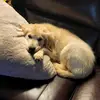 Bailey - @bailey.goldenpup826 - TikTok