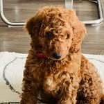 Bailey - @bailey_golden_2023 - Instagram