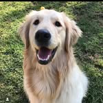 Bailey - @bailey_golden__ - Instagram