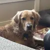 Bailey - @bailey_golden_pup - TikTok