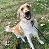 Bailey - @baileygoldenpup123 - TikTok