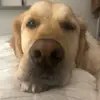 Bailey - @baileygoldenretriever03 - TikTok