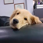 Bailey golden - @baileygolden12 - Instagram