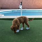 Bailey Golden - @golden_baileygirl - Instagram