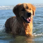 Bailey_Golden - @bailey_golden1234 - Instagram