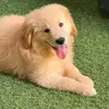 Bailey golden 🐾 - @bailey_golden_ - TikTok