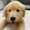 Bailey Golden Retriever - @bailey.golden.ret - TikTok