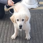 bailey_golden_retriever_2019 - @bailey_golden_retriever_2019 - Instagram