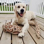 Bailey Golden Retriver - @bailey_goldenpuppy - Instagram
