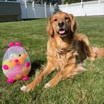 Bailey • Golden Retriever - @life_is_golden_with_bailey - Instagram