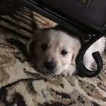 Bailey The Golden - @bailey._.golden - Instagram