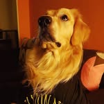 Bailey The Golden - @baileygoldenn - Instagram