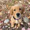 Bailey the Golden - @baileygirladventures - TikTok