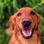 Bailey The Golden - @baileyonthefly - Instagram