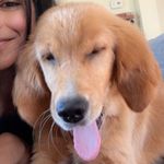 Bailey The Golden Bean - @baileygoldenbean - Instagram