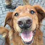 Bailey The Golden Retriever🐶💕 - @bailey.golden.retriever - Instagram