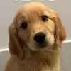 Bailey the Golden Retriever - @bailey_the_golden_girl - TikTok