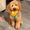 Bailey The Goldendoodle - @baileythegoldenpuppup - TikTok