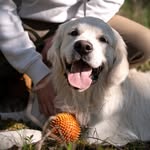 Bailey Złoty chłopak - @bailey_golden.boy - Instagram
