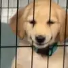 Baileygolden - @agoldenbailey - TikTok