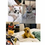 Baileygolden & irmãos - @baileygolden_irmaos - Instagram