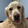 BaileythegoldenBoy - @goldenbaileyboy - TikTok